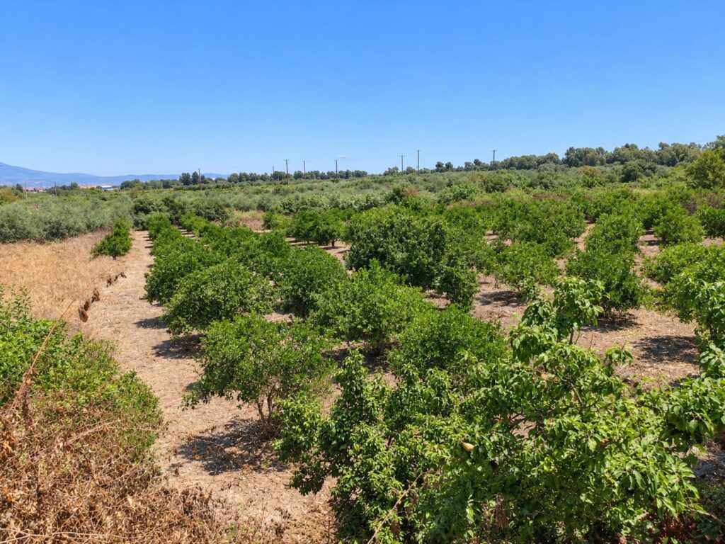 Vasto terreno con rudere a Vaccarizzo